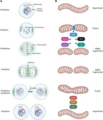 Frontiers The Multifaceted Regulation Of Mitochondrial Dynamics